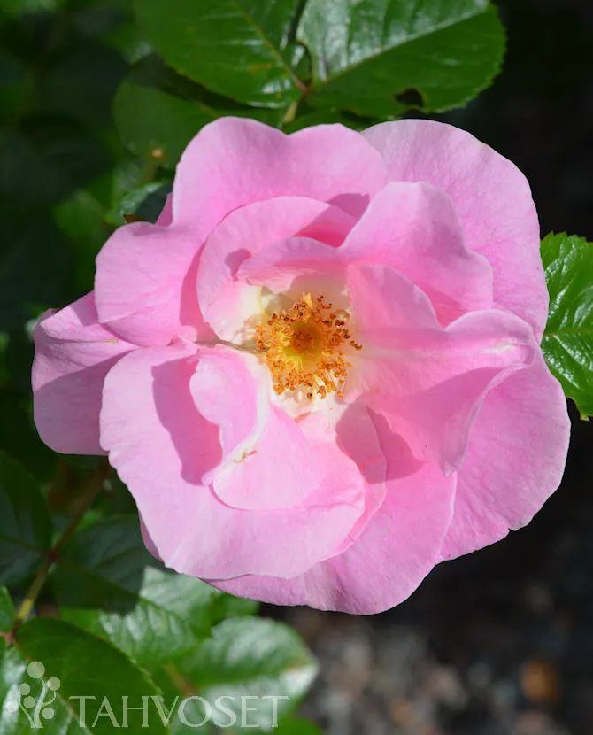 Robusta-puistoruusu – Rosa (Puistoruusu-ryhmä) ‘Robusta Pink’