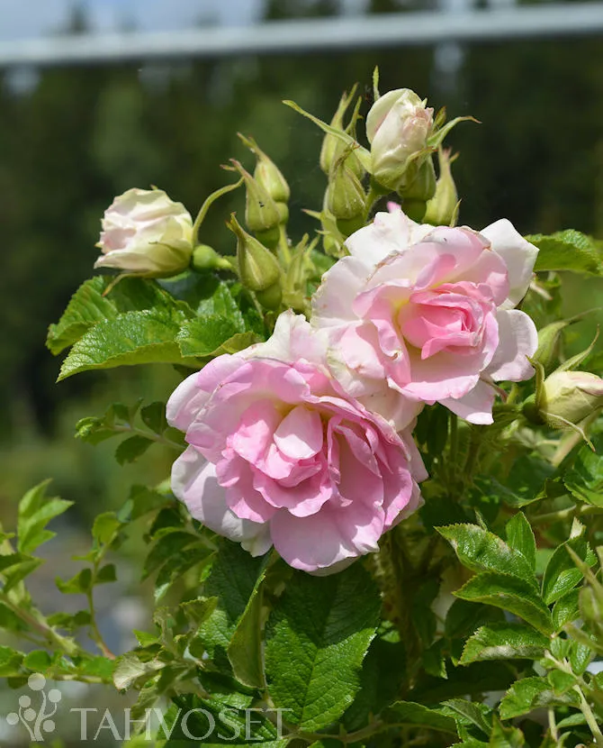 Tarhakurtturuusu – Rosa ‘Ritausma’
