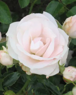Ruusu – Rosa ‘Aspirin Rose’