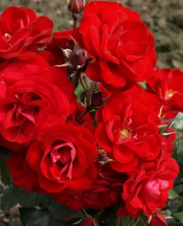 Ruusu – Rosa ‘Europeana’