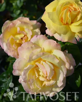Ruusu – Rosa ‘Peace’