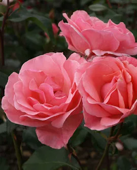 Ruusu – Rosa ‘Queen Elizabeth’