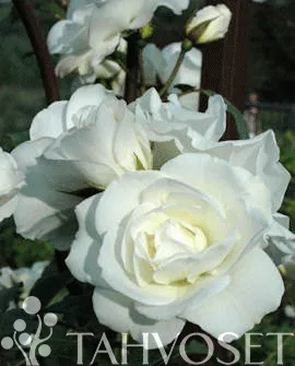 Ruusu – Rosa ‘Schneewittchen’