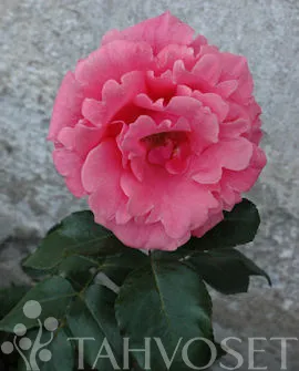 Köynnösruusu – Rosa ‘Lawinia’
