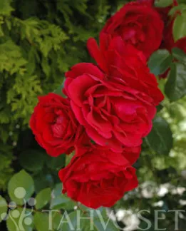 Köynnösruusu – Rosa ‘Sympathie’