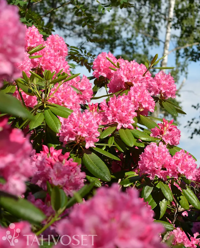 Alppiruusu – Rhododendron ‘Haaga’