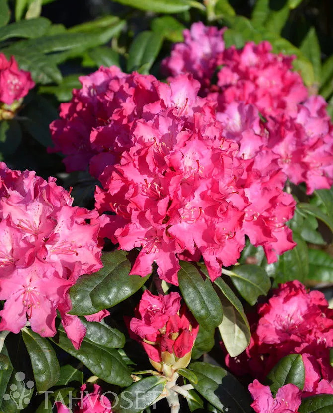 Alppiruusu – Rhododendron ‘Hellikki’