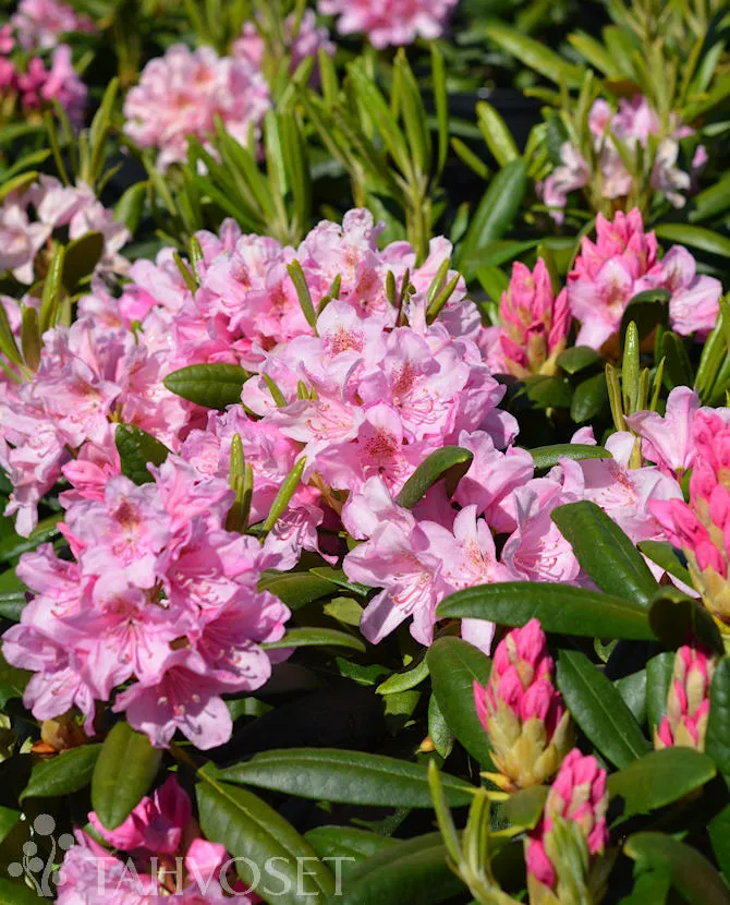 Alppiruusu – Rhododendron ‘Helsingin Yliopisto’
