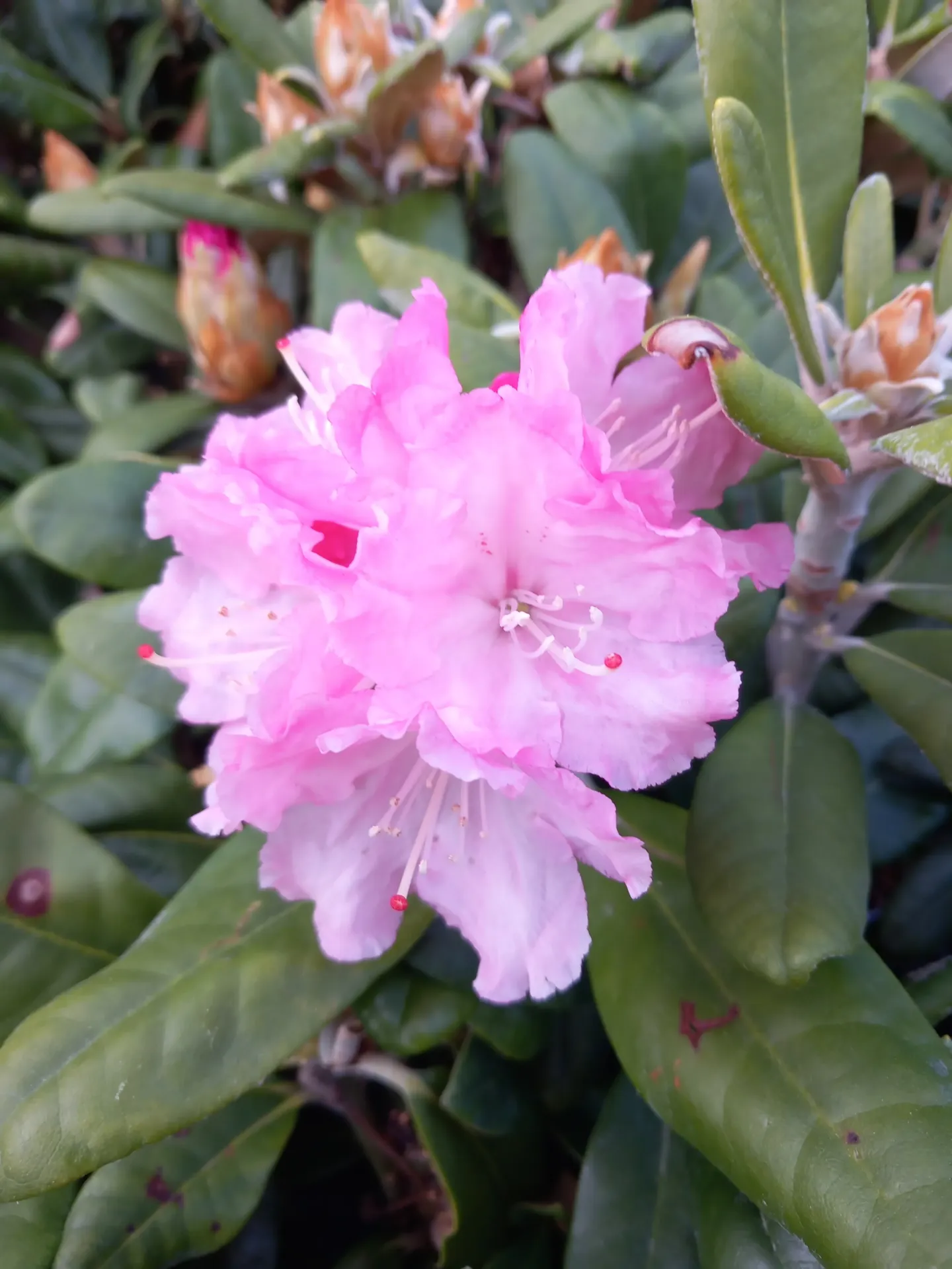Alppiruusu – Rhododendron ‘Royal Rosy’