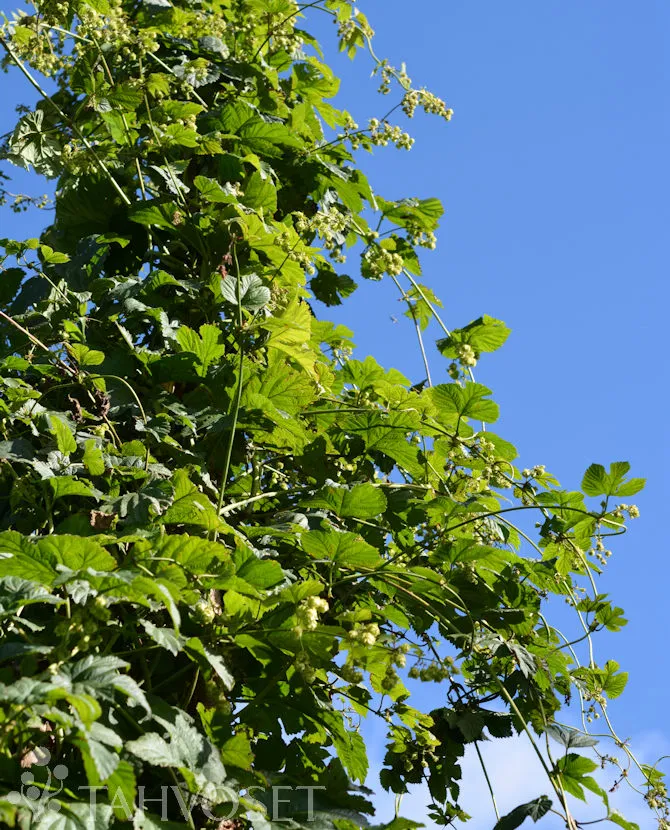 Humala – Humulus lupulus