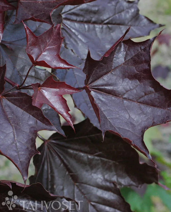 Hurmevaahtera – Acer platanoides ‘Faassen’s Black’