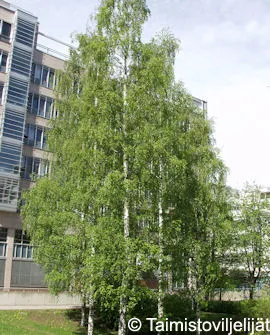 Rauduskoivu – Betula pendula              Myyntikoko: 150–250
