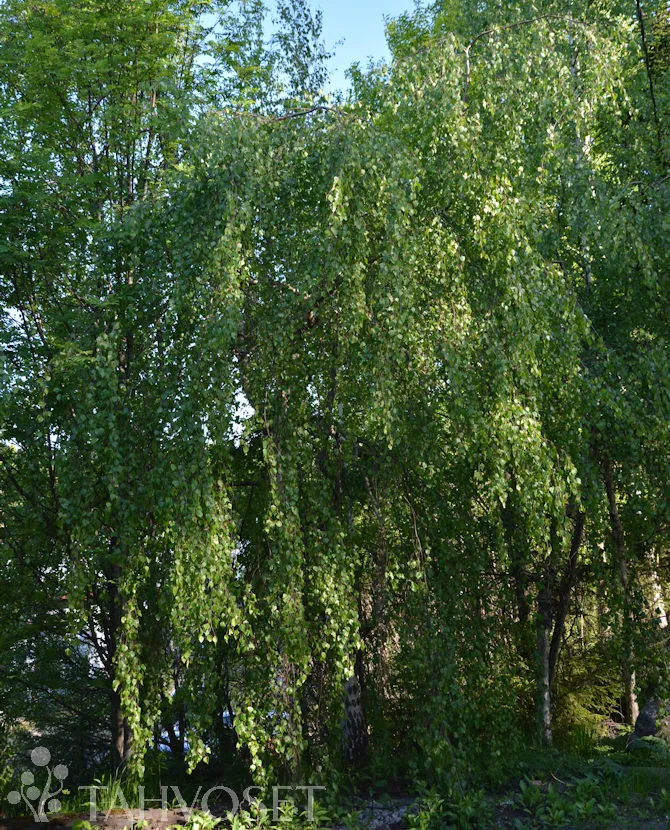 Kyynelkoivu – Betula pendula ‘Youngii’
