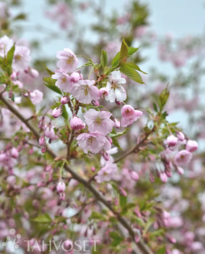Koristekirsikka – Prunus ‘Accolade’        Myyntikoko: 150–250 cm