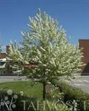 Pilvikirsikka – Prunus pensylvanica Myyntikoko 200-250