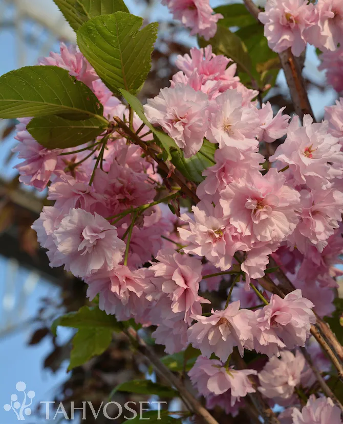 Japaninkirsikka – Prunus serrulata ‘Kanzan’
