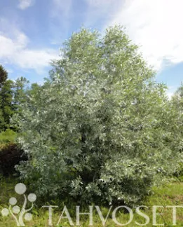 Hopeasalava (hopeapaju) – Salix alba var. sericea ‘Sibirica’