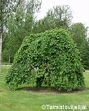 Riippajalava – Ulmus glabra ‘Pendula’