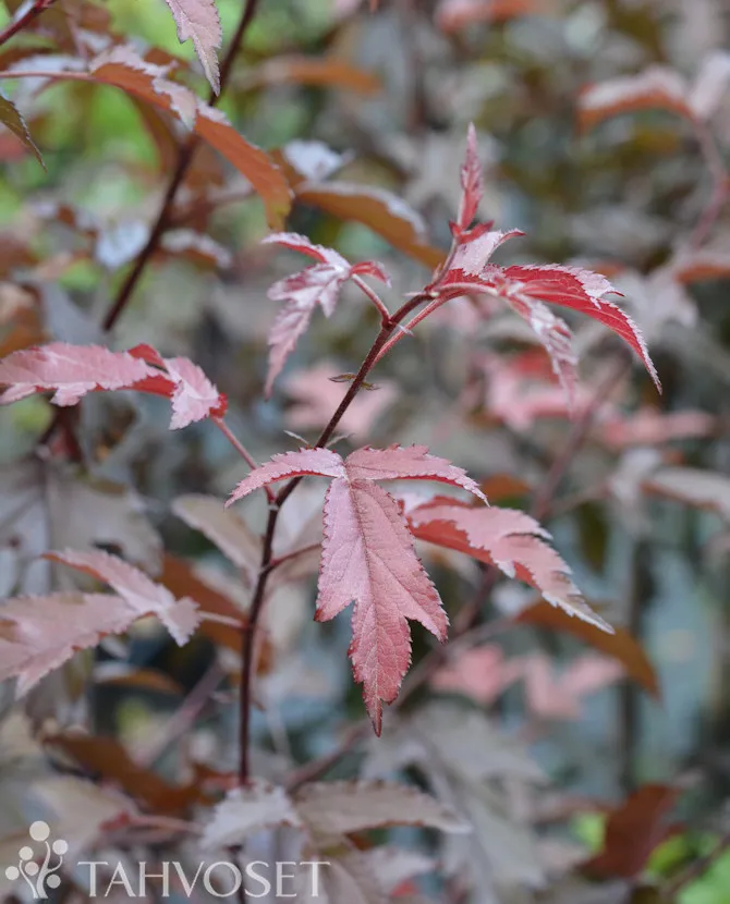 Purppuraomenapuu – Malus ‘Musta Rudolf’