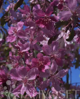 Riippaomenapuu – Malus ‘Royal Beauty’