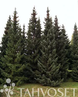 Serbiankuusi – Picea omorika