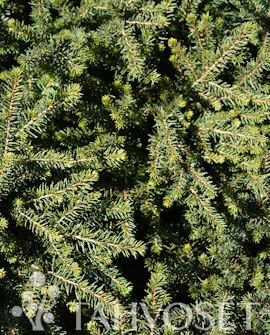 Kääpiöserbiankuusi – Picea omorika ‘Karel’