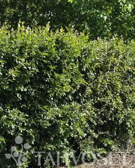 Kiiltotuhkapensas aitataimi (10 kpl / paketti) – Cotoneaster lucidus