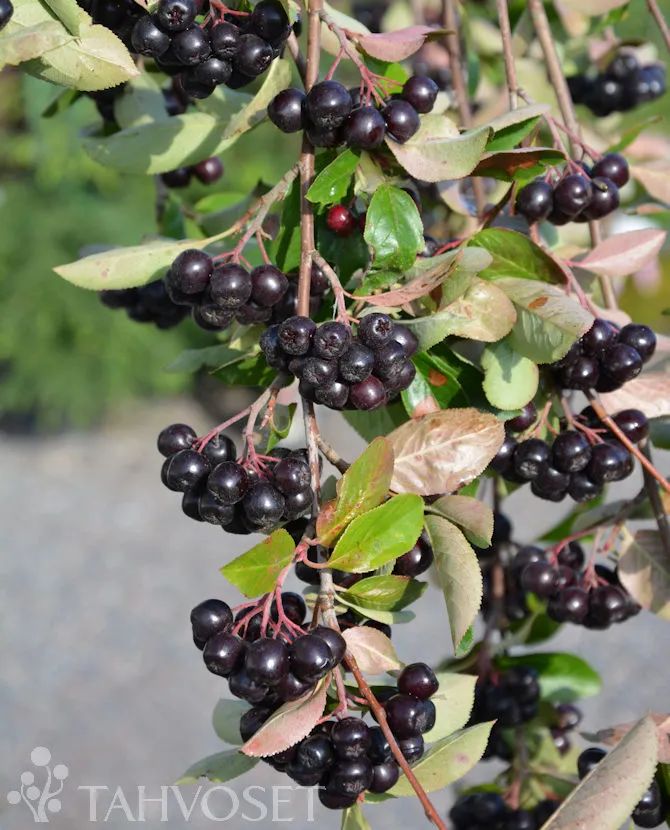 Marja-aronia – Aronia mitschurinii ‘Viking’