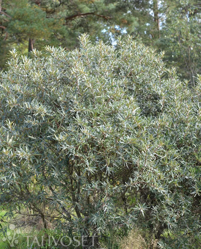 Tyrni – Hippophae rhamnoides ‘Tarmo’