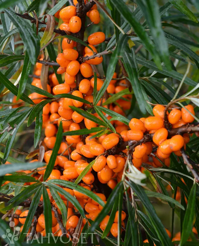 Tyrni – Hippophae rhamnoides ‘Terhi’ 3L