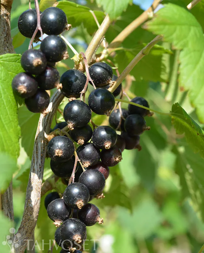 Mustaherukka – Ribes nigrum ‘Marski’