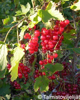 Katri punaherukka – Ribes rubrum ‘Katri’
