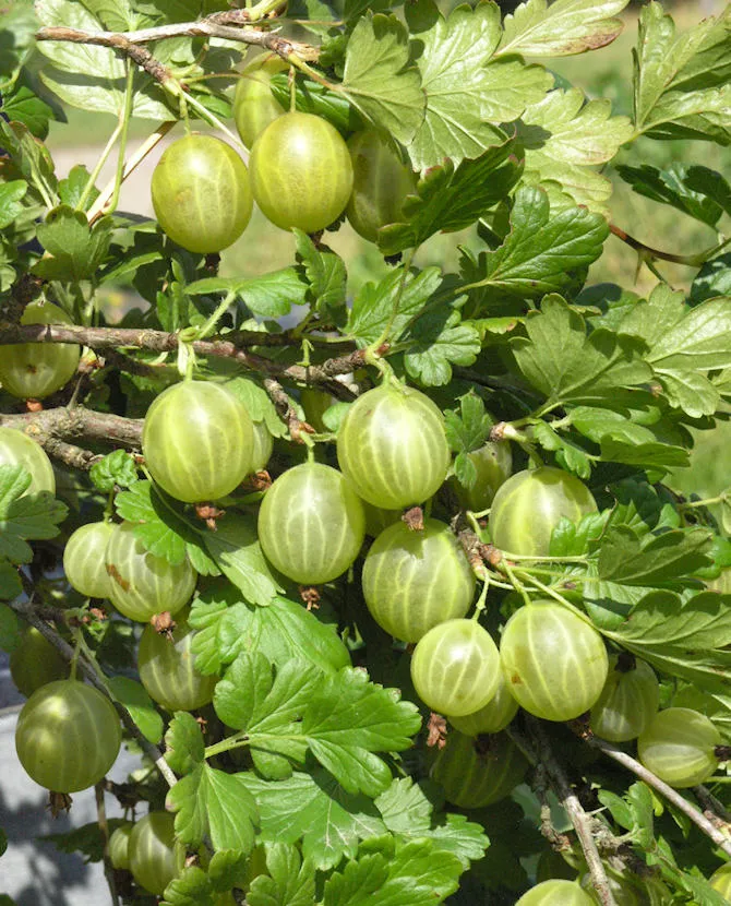 Karviainen – Ribes uva-crispa ‘Hinnonmäen Keltainen’