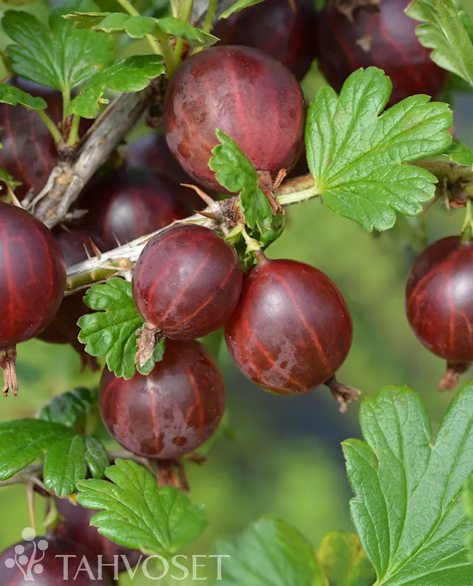 Karviainen FinE – Ribes uva-crispa ‘Lepaan Punainen’