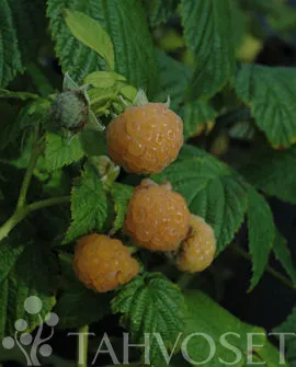 Keltainen vadelma – Rubus idaeus ‘Fallgold’