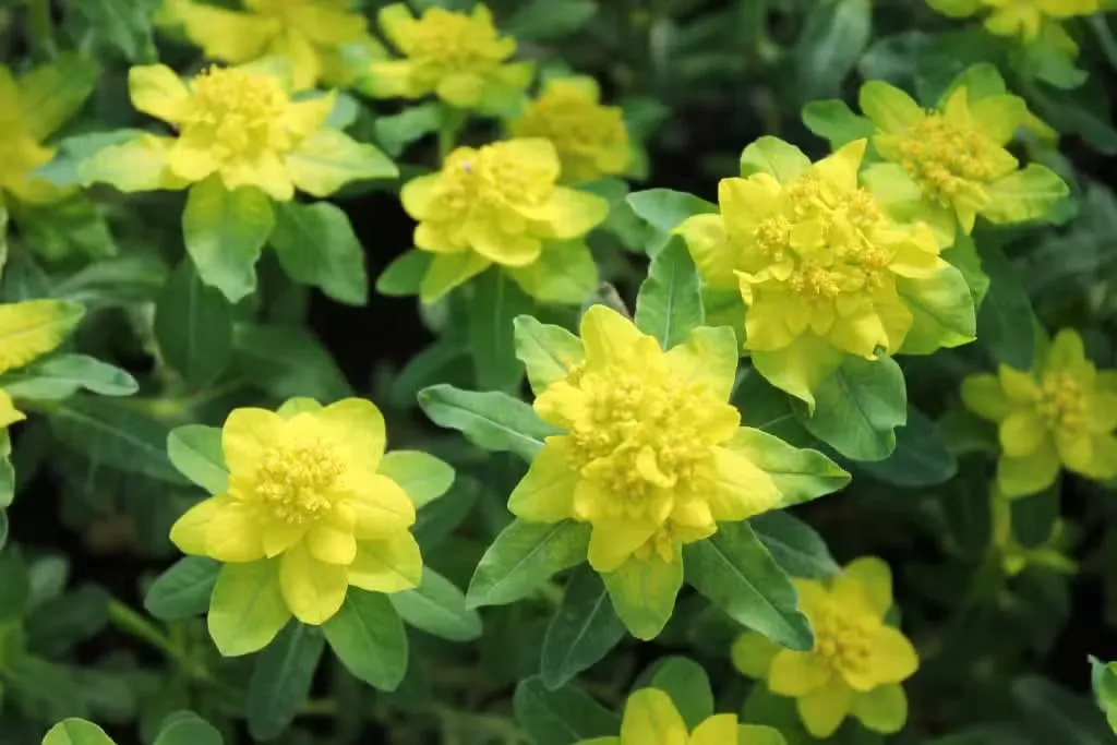 Kultatyräkki – Euphorbia polychroma Iso