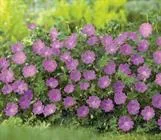 Verikurjenpolvi – Geranium sanguineum ‘Max Frei’ ISO