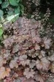 Purppurakeijunkukka – Heuchera micrantha ‘Palace Purple’ ISO