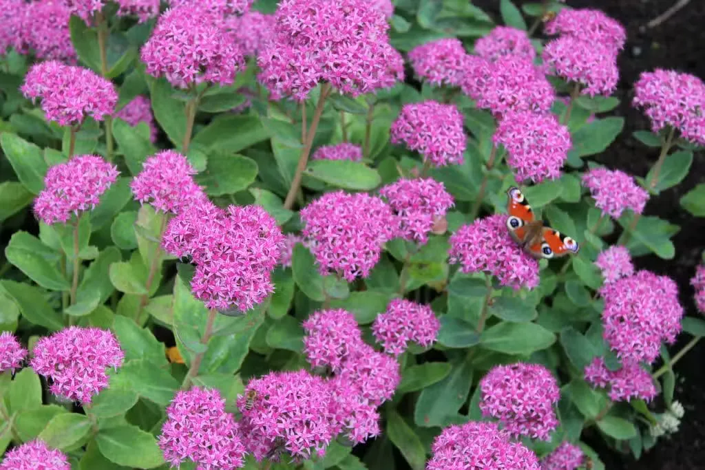 Komeamaksaruoho – Sedum ‘Carl’ ISO