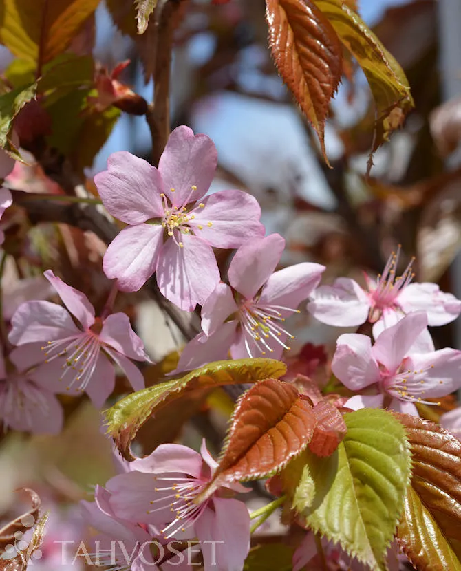 Rusokirsikka – Prunus sargentii