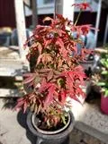 japaninvaahtera – Acer palmatum ‘Atropurpureum’