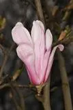 Tarhamagnolia × loebneri ‘Leonard Messel’