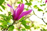 Sihteerikkömagnolia – Magnolia ‘Susan’