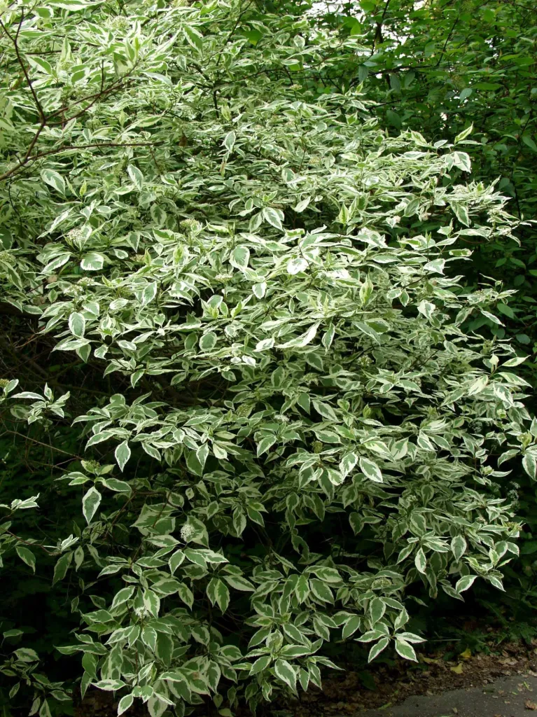 Kirjokanukka – Cornus alba ‘Sibirica Variegata’