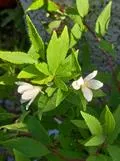 Nietospensas – Deutzia gracilis ‘Nikko’
