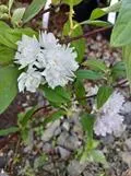 Nietospensas – Deutzia × hybrida ‘Pink Pom-Pom’