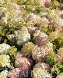 Pikkuhortensia Bobo – Hydrangea paniculata ‘Bobo’ 