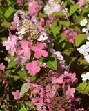 Syyshortensia – Hydrangea paniculata ‘Early Sensation®’