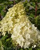 Syyshortensia – Hydrangea paniculata 'Silver Dollar'