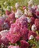 Syyshortensia – Hydrangea paniculata ‘Vanille Fraise`